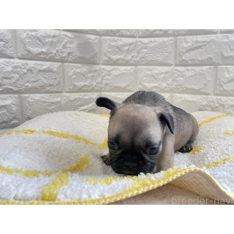 販売中の福岡県のフレンチブルドッグ-433949の3枚目