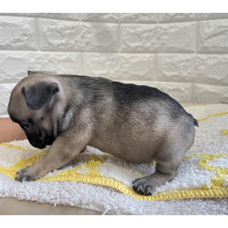 販売中の福岡県のフレンチブルドッグ-433949の2枚目