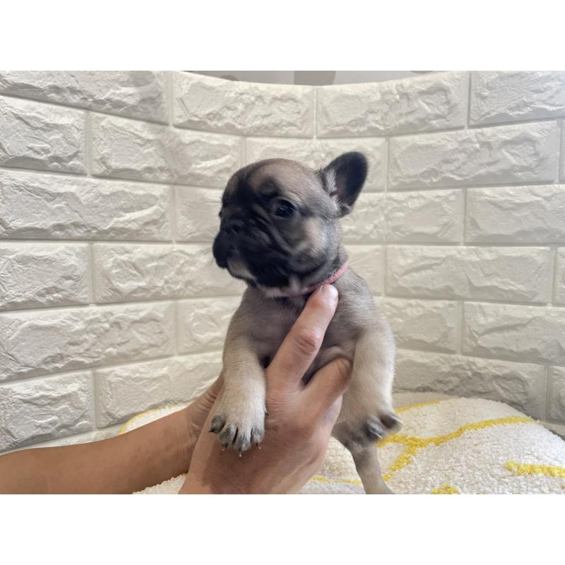 販売中の福岡県のフレンチブルドッグ-433951の4枚目