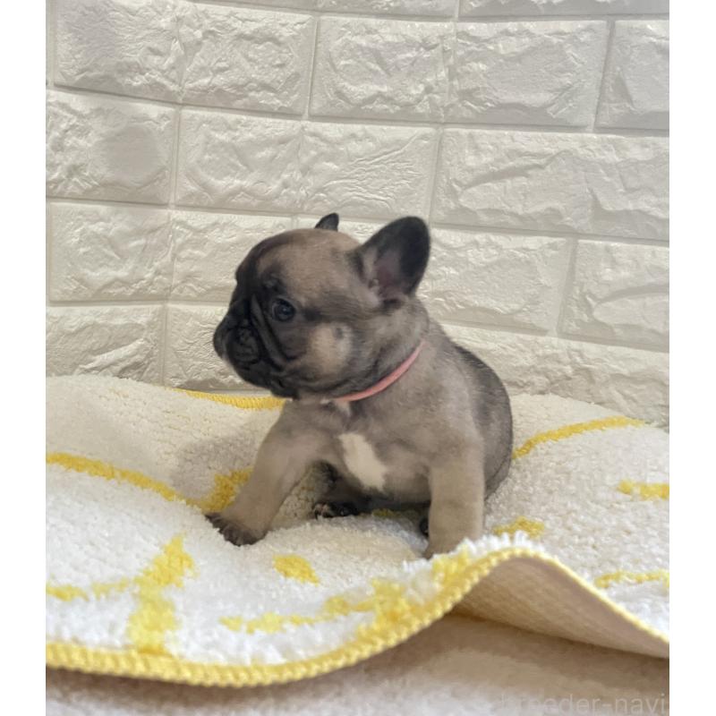 販売中の福岡県のフレンチブルドッグ-433951の3枚目