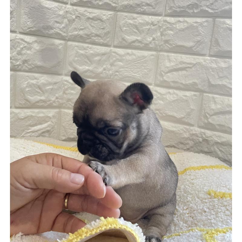 販売中の福岡県のフレンチブルドッグ-433951の2枚目