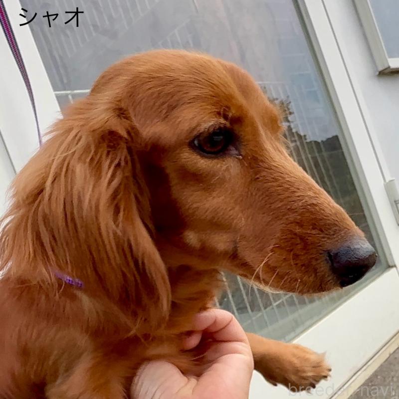 シャオちゃん1枚目