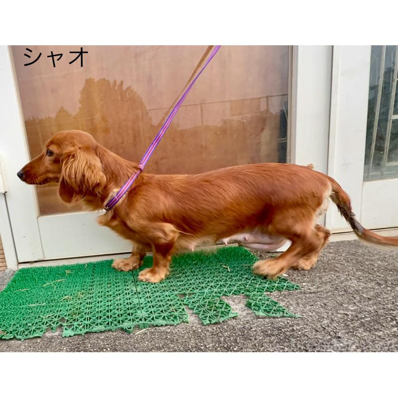 シャオちゃん1枚目