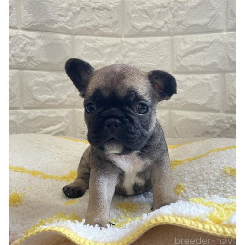 販売中の福岡県のフレンチブルドッグ-433952の4枚目