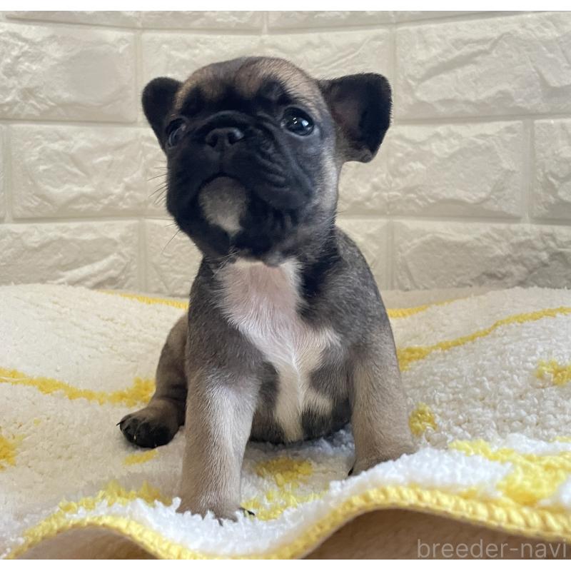 販売中の福岡県のフレンチブルドッグ-433952の3枚目