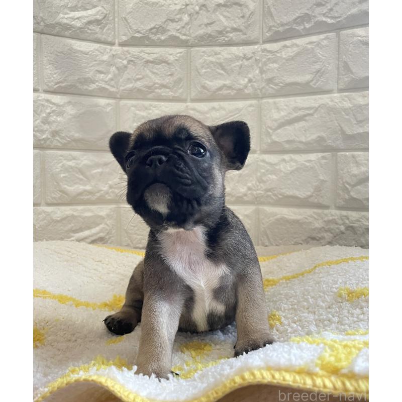 販売中の福岡県のフレンチブルドッグ-433952の2枚目