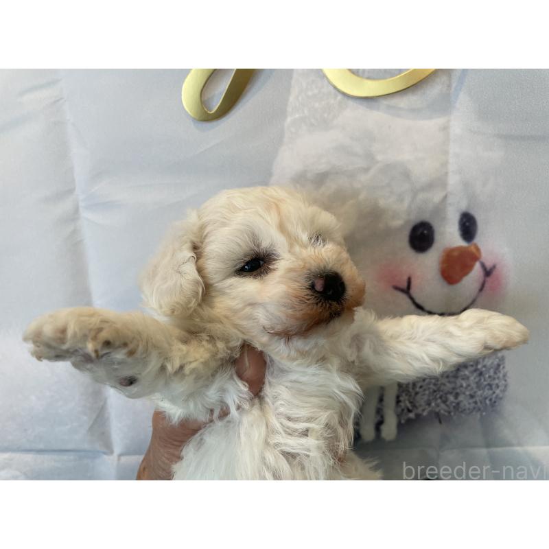 販売中の北海道のビションフリーゼ-433953の6枚目