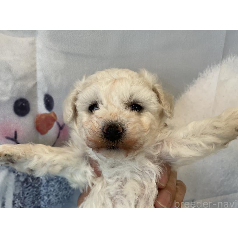 販売中の北海道のビションフリーゼ-433953の5枚目