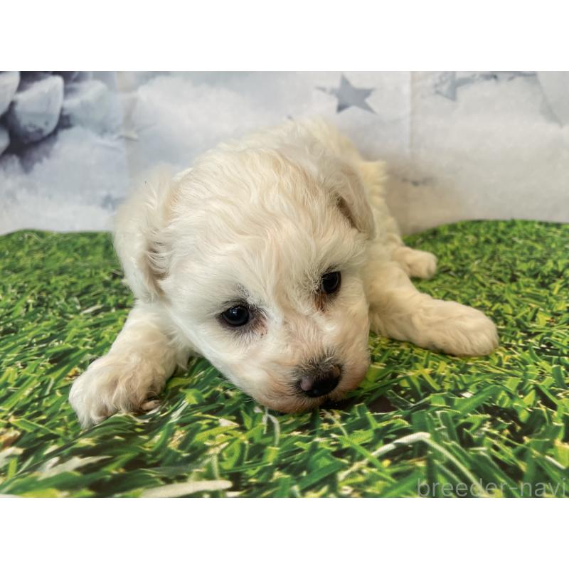 販売中の北海道のビションフリーゼ-433953の4枚目