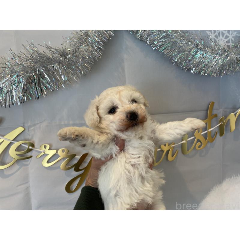 販売中の北海道のビションフリーゼ-433953の3枚目