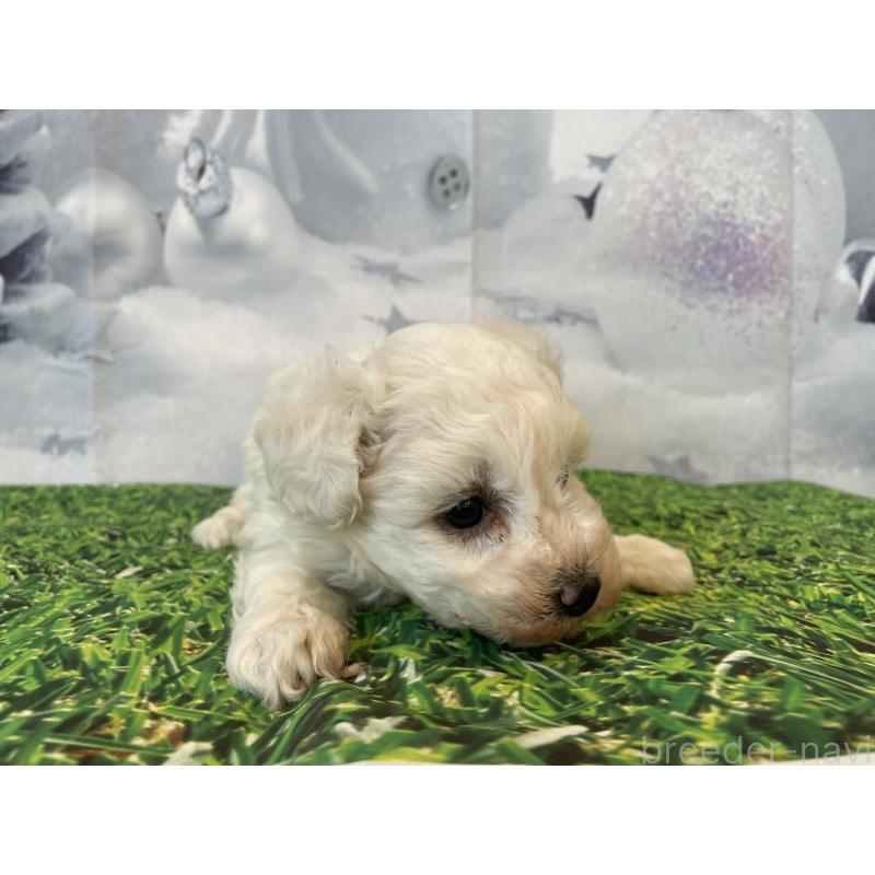 販売中の北海道のビションフリーゼ-433953の2枚目