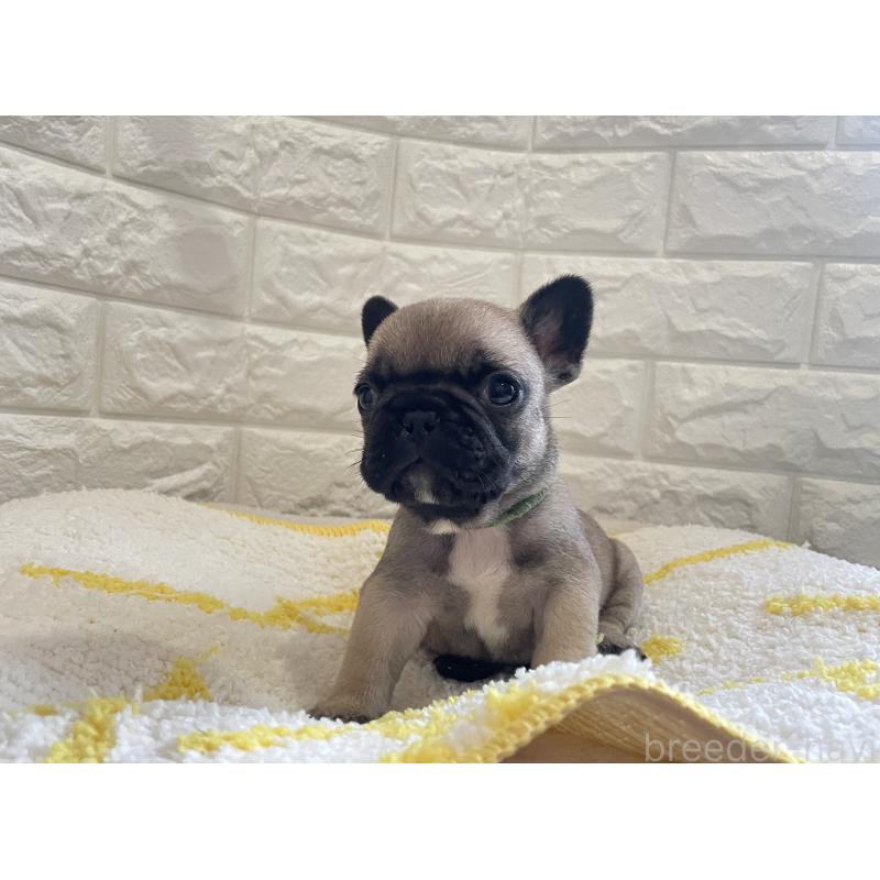 販売中の福岡県のフレンチブルドッグ-433954の4枚目