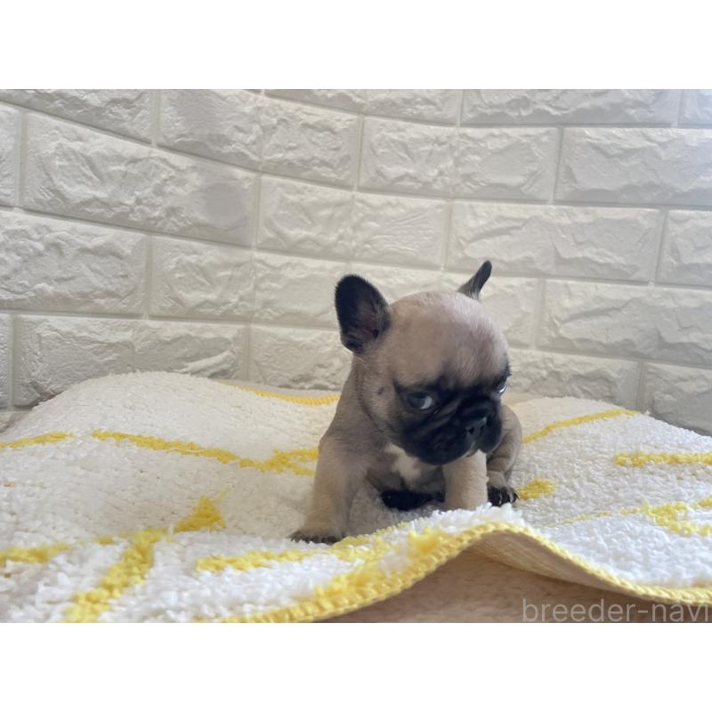 販売中の福岡県のフレンチブルドッグ-433954の3枚目