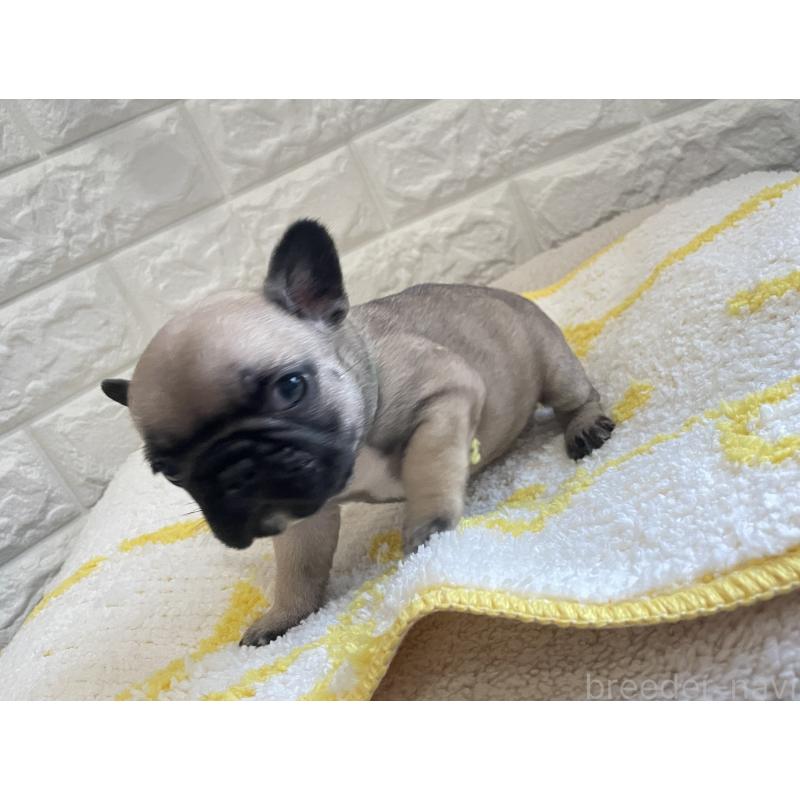 販売中の福岡県のフレンチブルドッグ-433954の2枚目
