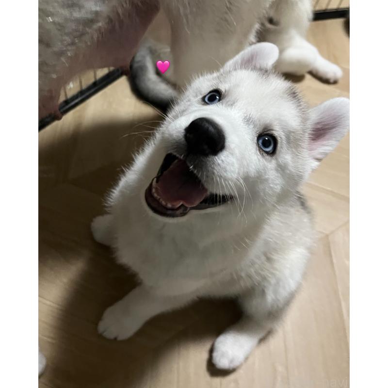 販売中の青森県のシベリアンハスキー-425042の6枚目