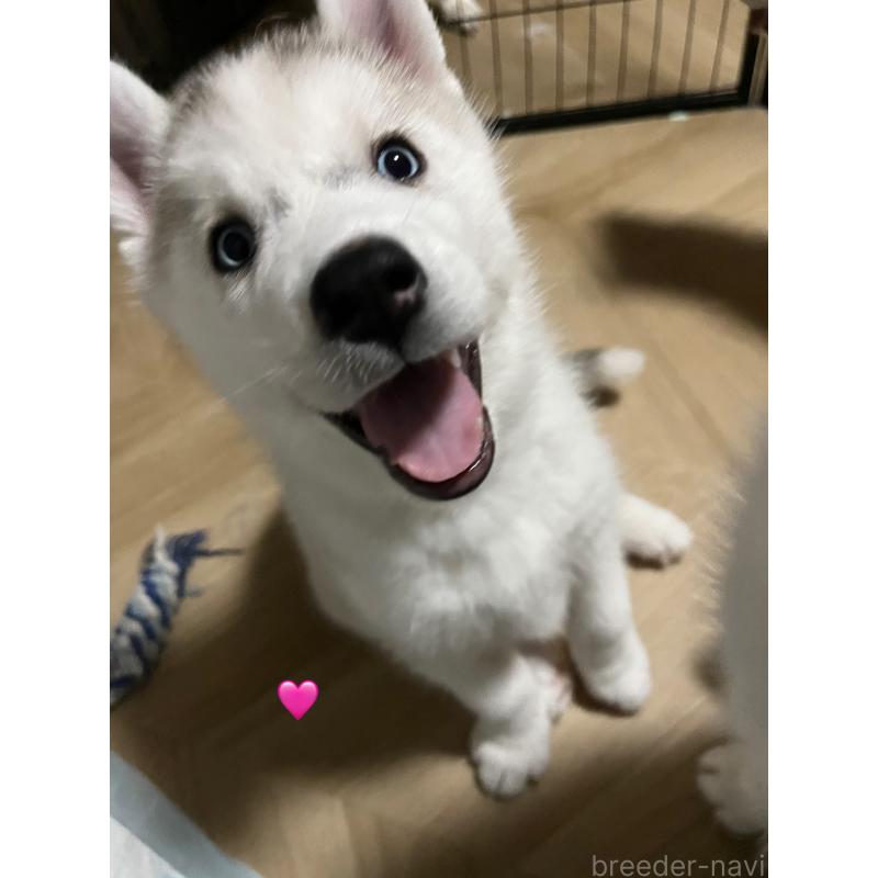 販売中の青森県のシベリアンハスキー-425042の5枚目