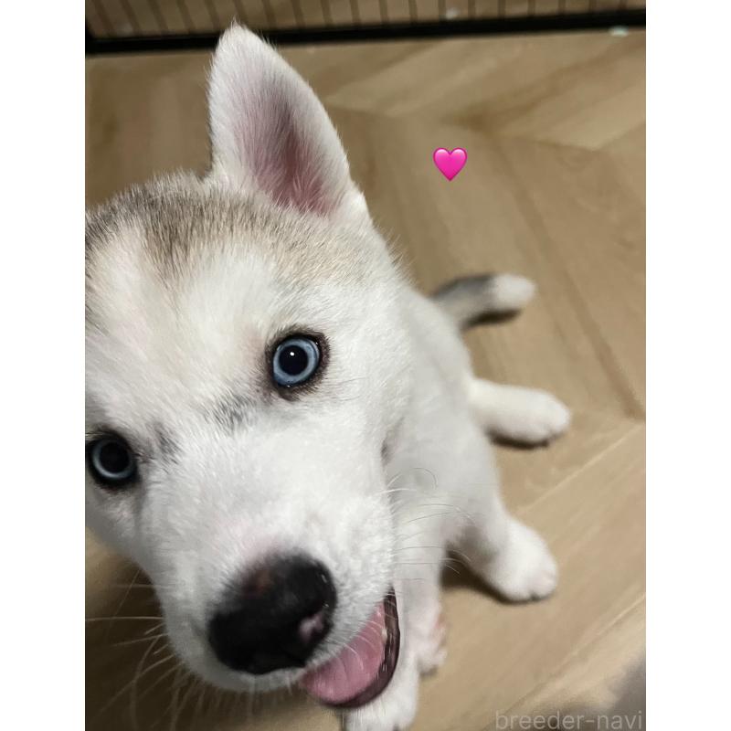 販売中の青森県のシベリアンハスキー-425042の4枚目