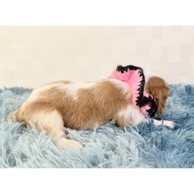 販売中の埼玉県のキャバリアキングチャールズスパニエル-434099の5枚目