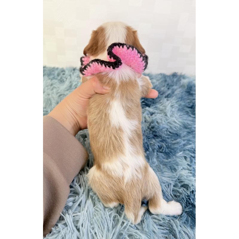 販売中の埼玉県のキャバリアキングチャールズスパニエル-434099の3枚目