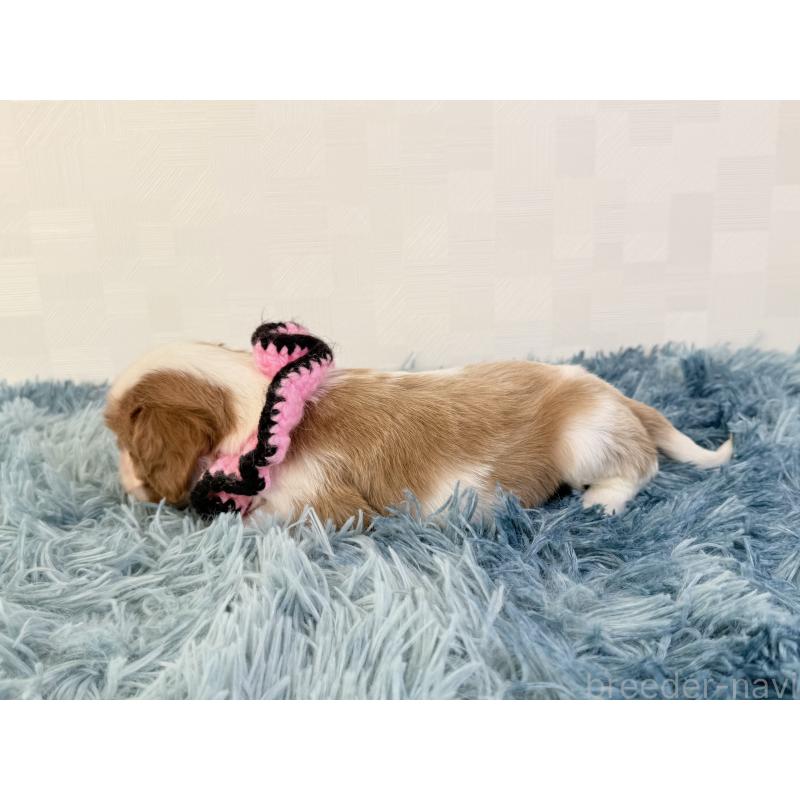 販売中の埼玉県のキャバリアキングチャールズスパニエル-434099の2枚目