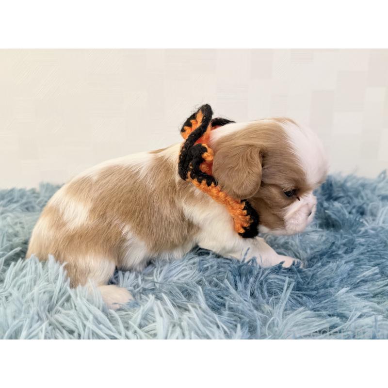 販売中の埼玉県のキャバリアキングチャールズスパニエル-434100の5枚目