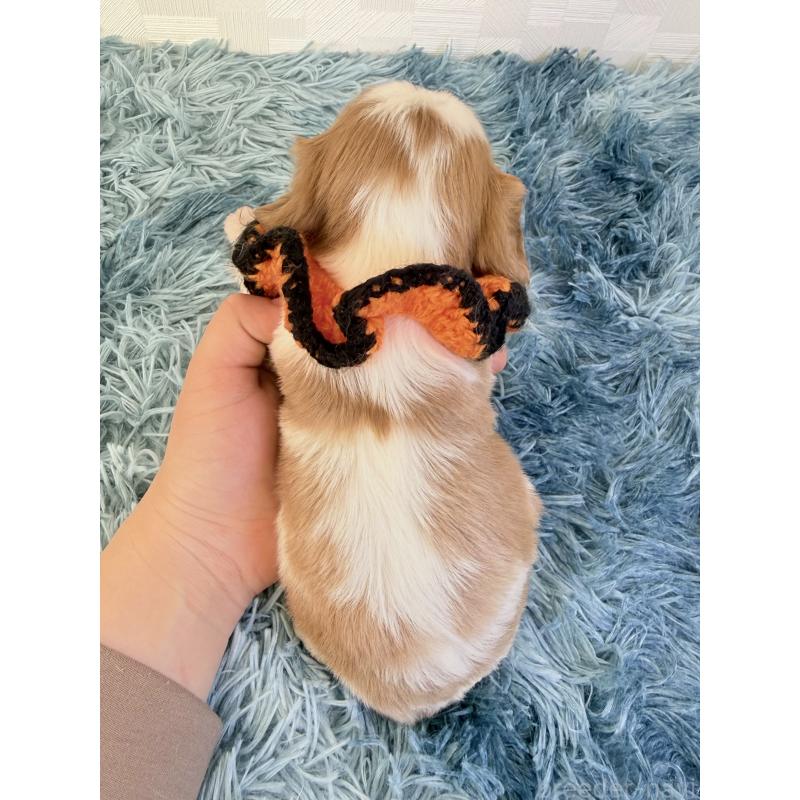 販売中の埼玉県のキャバリアキングチャールズスパニエル-434100の4枚目