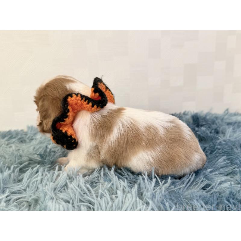 販売中の埼玉県のキャバリアキングチャールズスパニエル-434100の3枚目