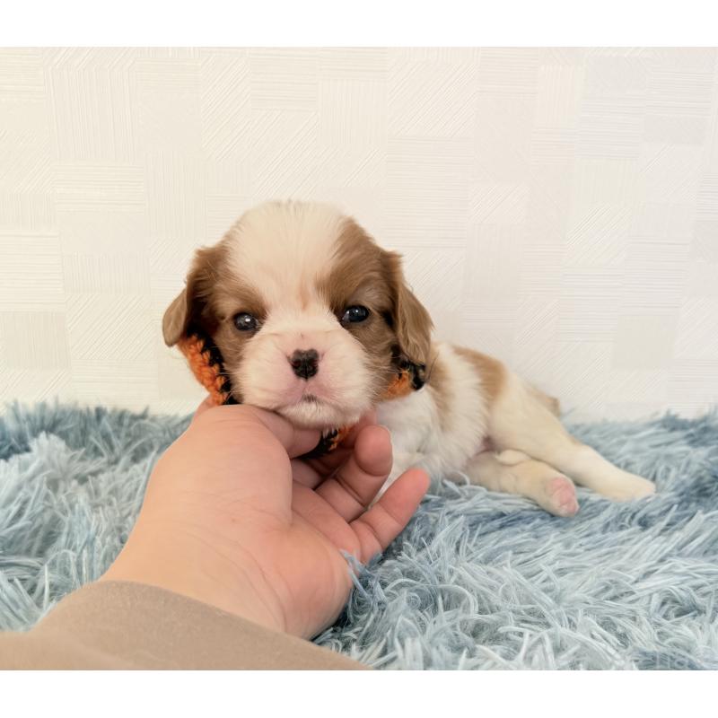 販売中の埼玉県のキャバリアキングチャールズスパニエル-434100の2枚目