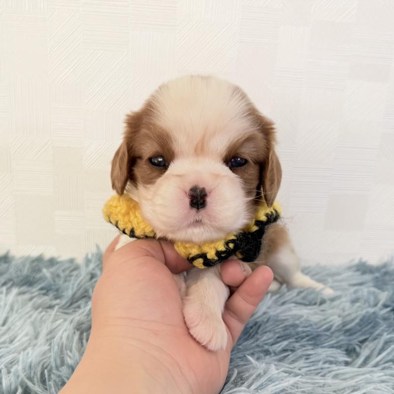 販売中の埼玉県のキャバリアキングチャールズスパニエル-434101