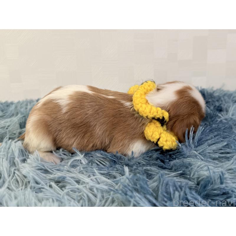 販売中の埼玉県のキャバリアキングチャールズスパニエル-434101の5枚目