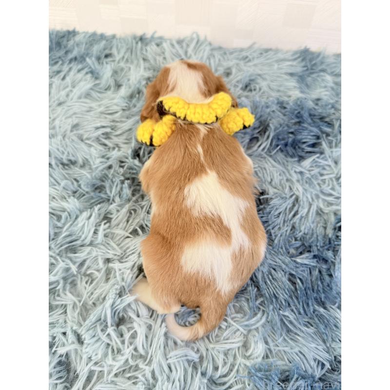 販売中の埼玉県のキャバリアキングチャールズスパニエル-434101の4枚目