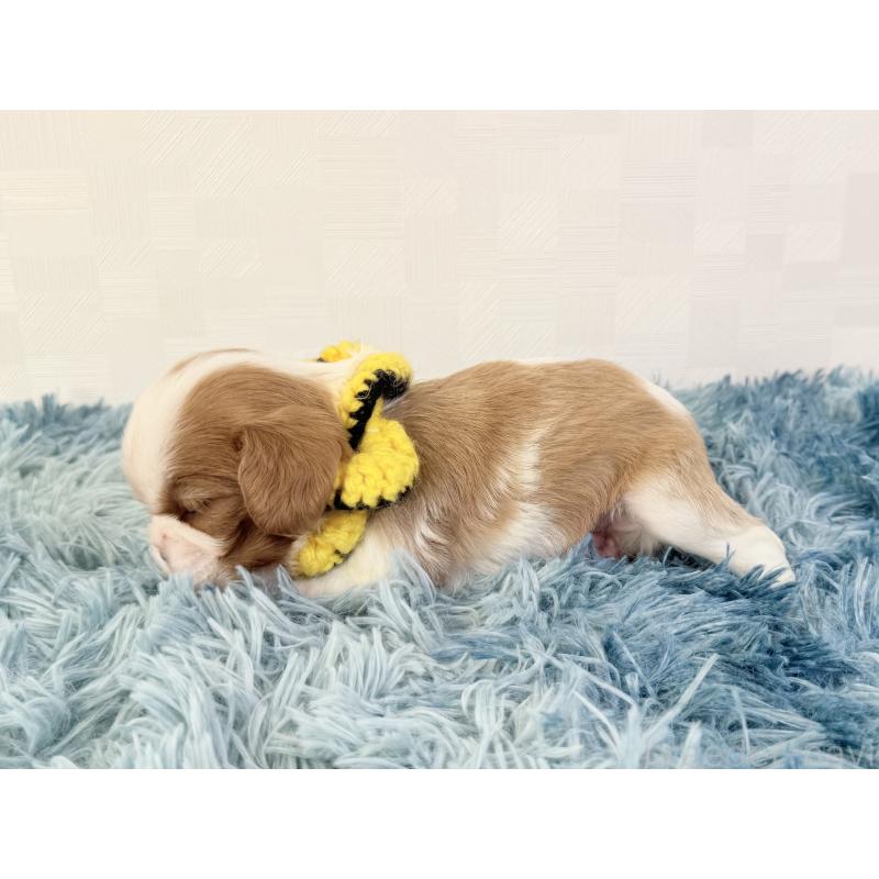 販売中の埼玉県のキャバリアキングチャールズスパニエル-434101の3枚目