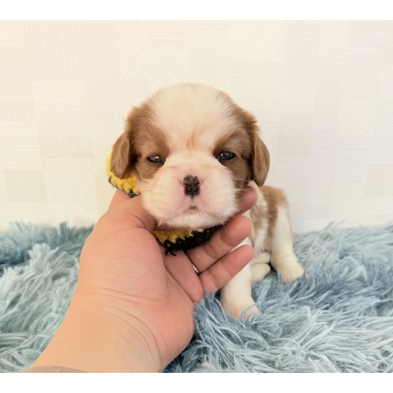 販売中の埼玉県のキャバリアキングチャールズスパニエル-434101の2枚目