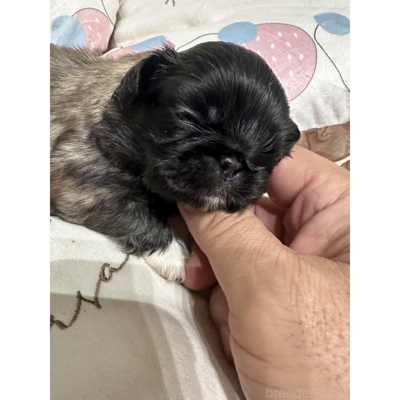 販売中の岡山県のペキニーズ-434103の7枚目