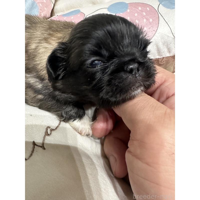 販売中の岡山県のペキニーズ-434103の6枚目