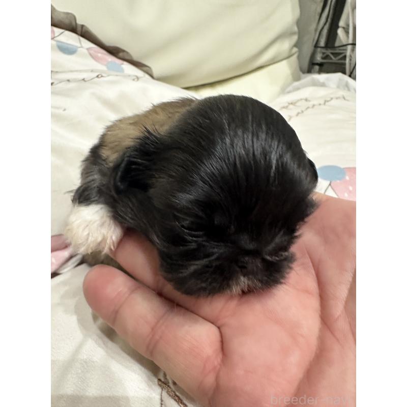 販売中の岡山県のペキニーズ-434103の5枚目