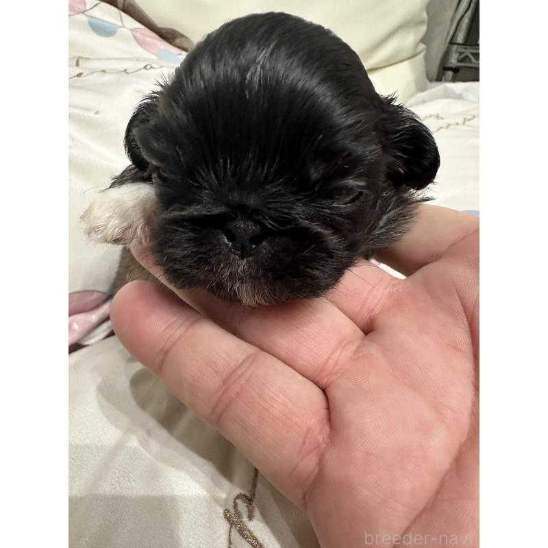 販売中の岡山県のペキニーズ-434103の4枚目