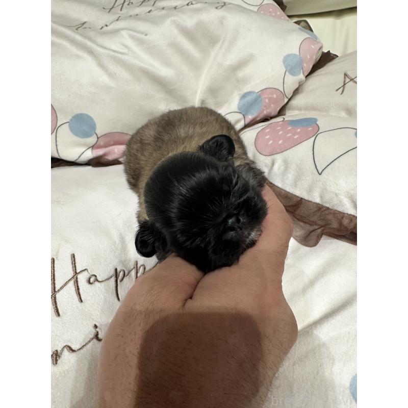 販売中の岡山県のペキニーズ-434103の2枚目