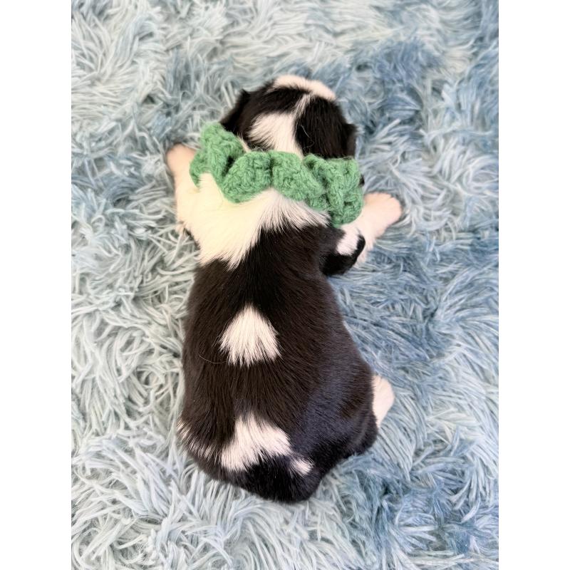 販売中の埼玉県のキャバリアキングチャールズスパニエル-434102の4枚目