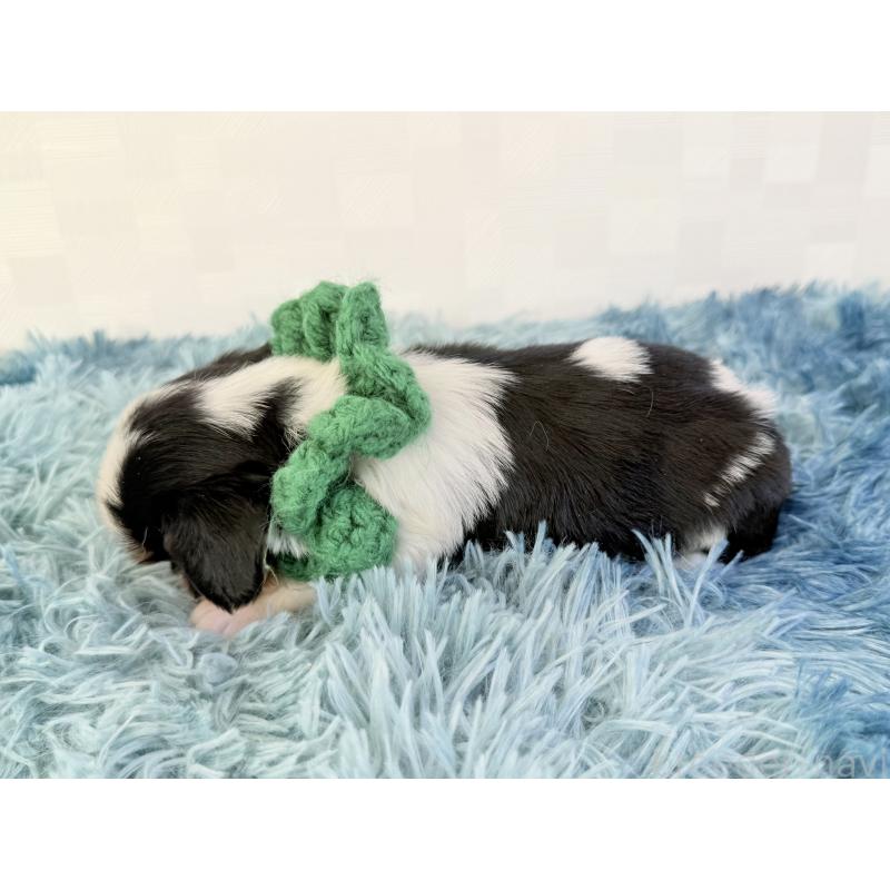 販売中の埼玉県のキャバリアキングチャールズスパニエル-434102の3枚目