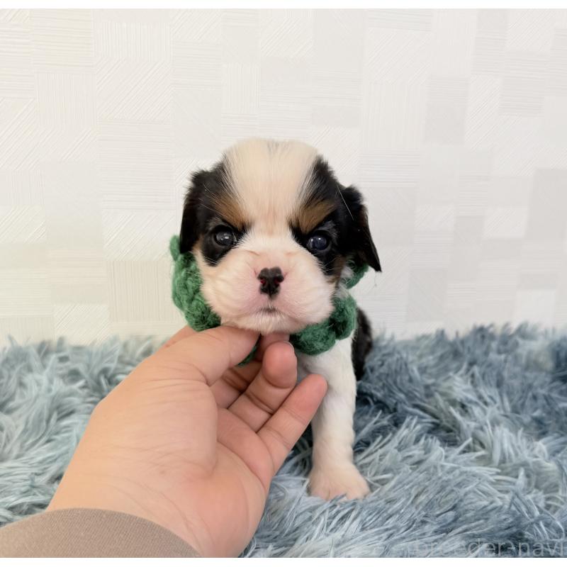 販売中の埼玉県のキャバリアキングチャールズスパニエル-434102の2枚目