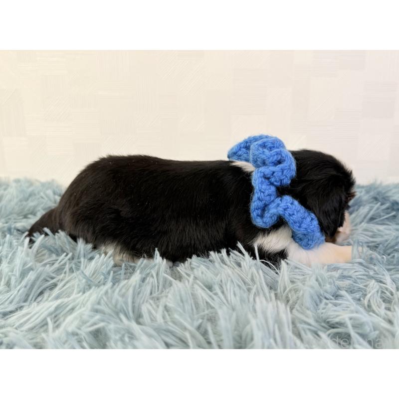 販売中の埼玉県のキャバリアキングチャールズスパニエル-434104の5枚目