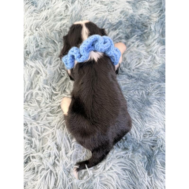 販売中の埼玉県のキャバリアキングチャールズスパニエル-434104の4枚目