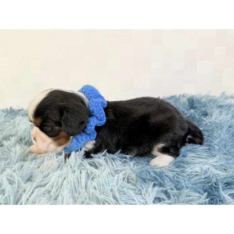 販売中の埼玉県のキャバリアキングチャールズスパニエル-434104の3枚目