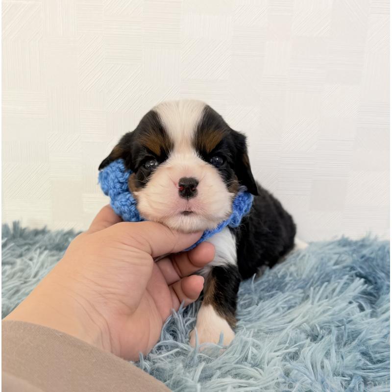 販売中の埼玉県のキャバリアキングチャールズスパニエル-434104の2枚目