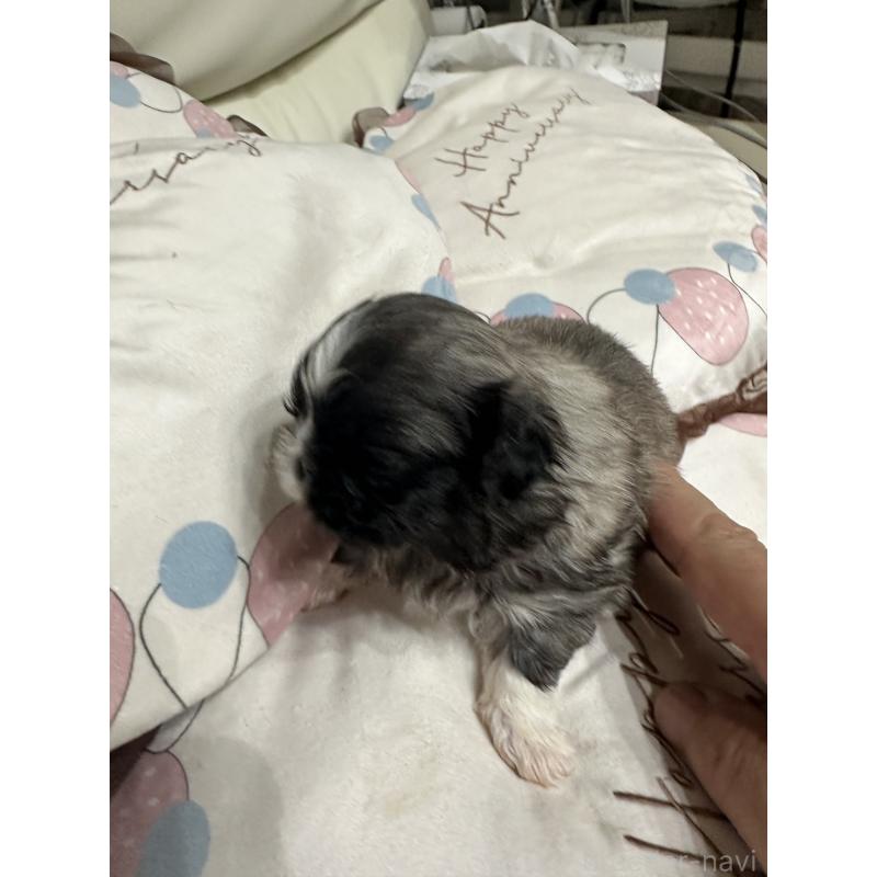 販売中の岡山県のペキニーズ-434105の11枚目