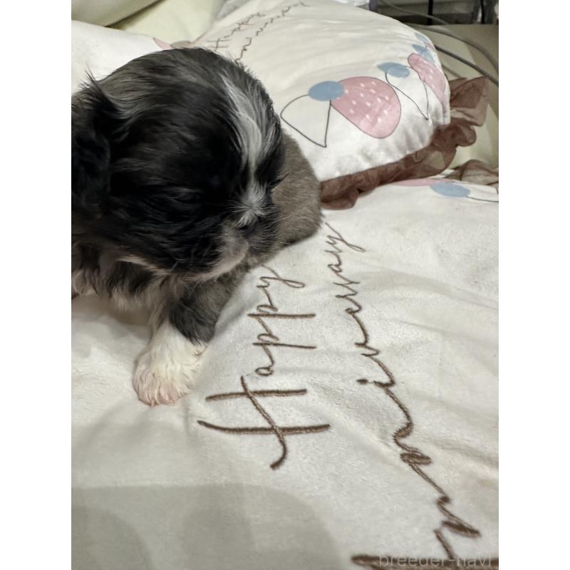 販売中の岡山県のペキニーズ-434105の10枚目