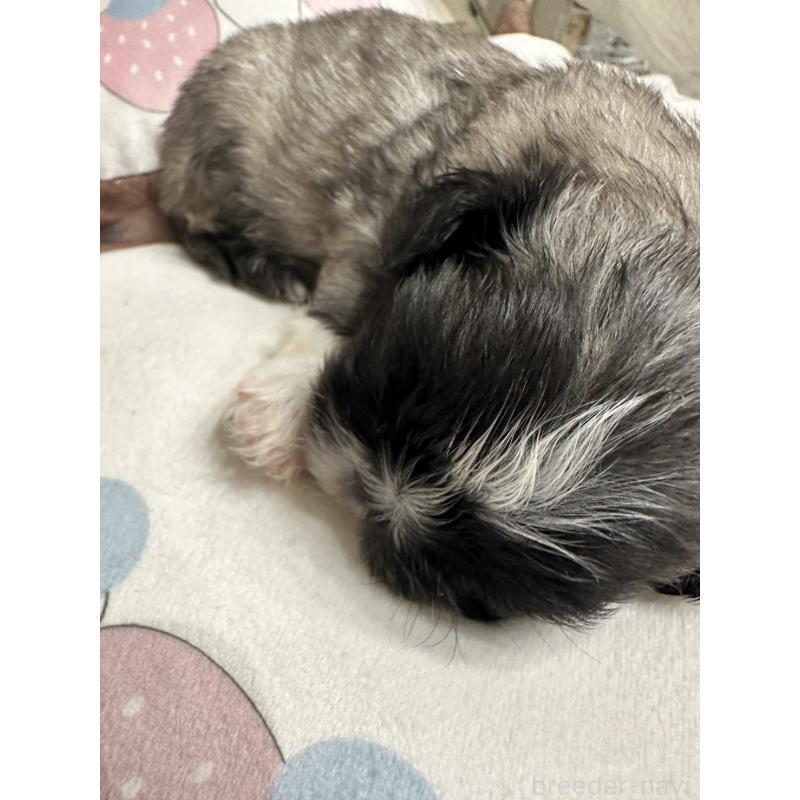 販売中の岡山県のペキニーズ-434105の7枚目