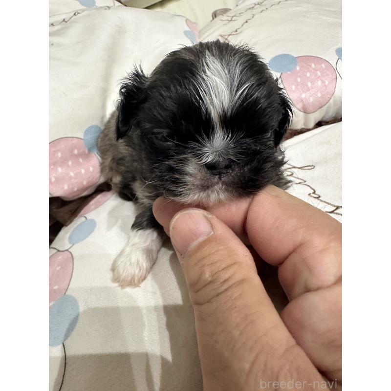 販売中の岡山県のペキニーズ-434105の8枚目