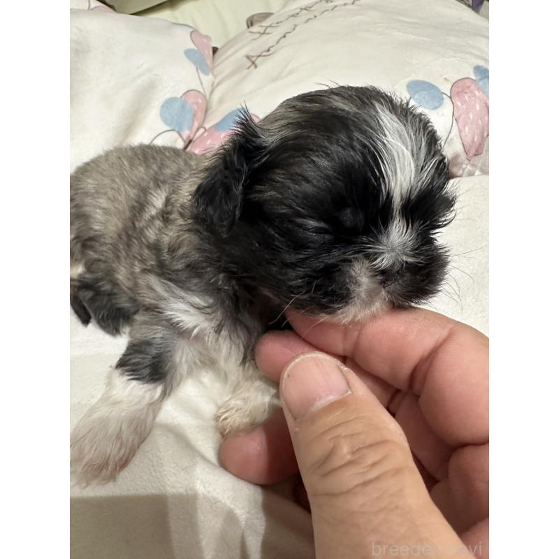 販売中の岡山県のペキニーズ-434105の6枚目